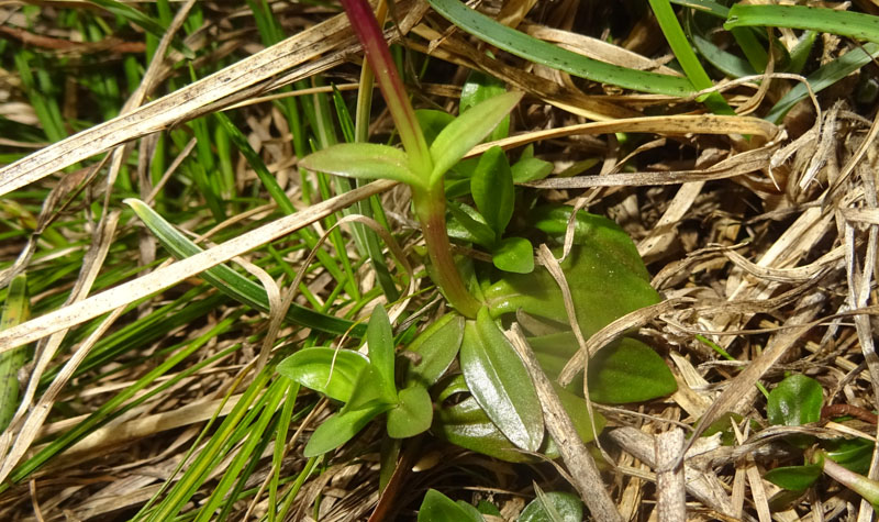 Gentiana verna subsp. verna ?